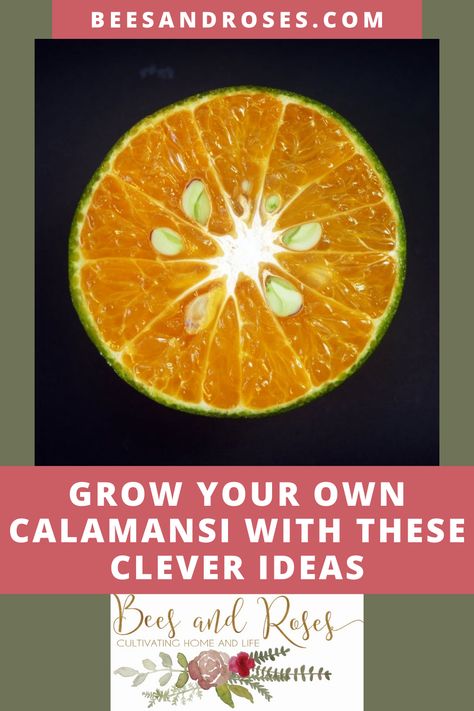 Calamansi Tree, Planting Seeds Outdoors, Best Garden Tools, Landscaping Trees, Summer Trees, Fruit Seeds, Master Gardener, Tree Care, Fruit Garden