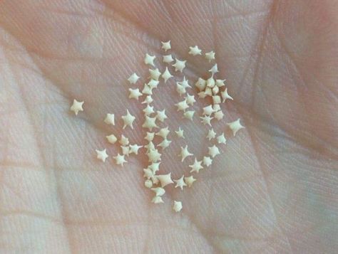 Hoshizuna-no-Hama – Japan’s Beautiful Star Sand Beach Star Sand, Ocean Floor, On The Ocean, Grain Of Sand, Okinawa Japan, Tiny Star, Beautiful Sights, Okinawa, Beach Sand