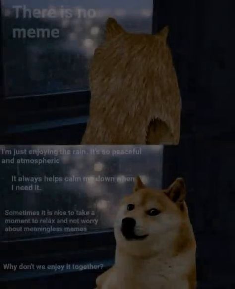 No Meme, Doge Meme, The Fault In Our Stars, Me Too Meme, Wholesome Memes, Shiba Inu, Best Memes, Popular Memes, Funny Cute