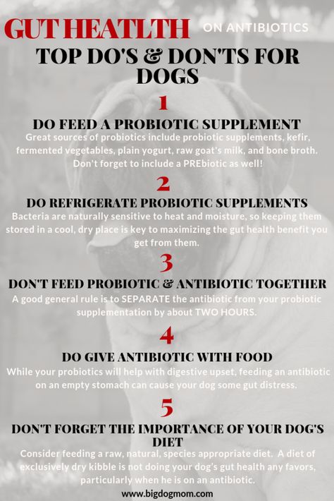 Sources Of Probiotics, Dog Probiotics, Probiotics For Dogs, Puppy Socialization, Dog Health Tips, Raw Food Diet, Dog Health Care, Do's And Don'ts, Can Dogs Eat