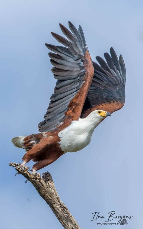 African Fish Eagle, South African Birds, Malawi Africa, Fish Eagle, Take A Leap Of Faith, Take A Leap, Sea Eagle, A Leap Of Faith, Bird Wings