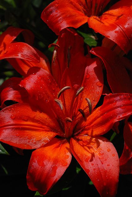 I love the #lilies #gardening #floral #flowers Red Lily, Day Lilies, Daylilies, Red Flower, Exotic Flowers, Flower Beauty, Beautiful Blooms, Amazing Flowers, Love Flowers