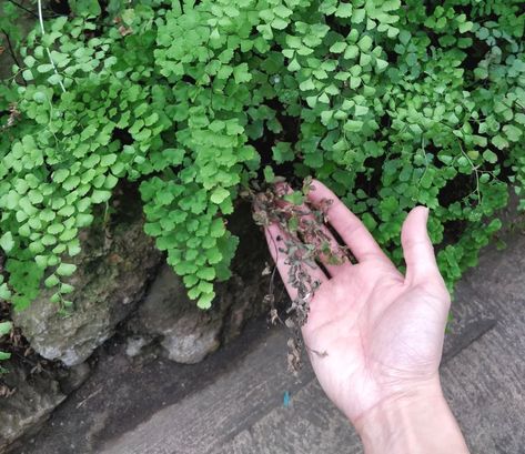 Maidenhair Fern Care – Not That Delicate – House Plant Journal Maiden Hair Fern Care, Planter Recipes, Maidenhair Fern Care, House Plant Journal, Fern Care, How Plants Grow, Fern Plants, Maiden Hair, Ferns Care