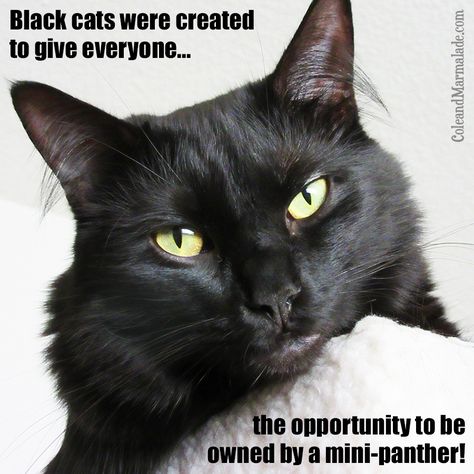 I'm happily owned by a mini panther :) http://coleandmarmalade.com Black Cat Day, Black Cat Appreciation Day, Beautiful Cats Pictures, Black Cat Lover, Cat Help, A Black Cat, Happy Cat, Marmalade, Pretty Cats