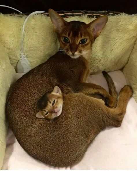 15 Funny Facts About Abyssinian Cats - PetPress Abyssinian Kittens, Animals Amazing, Abyssinian Cats, Abyssinian, Cat Care, Pretty Cats, Beautiful Cats, Cat Mom, Crazy Cats