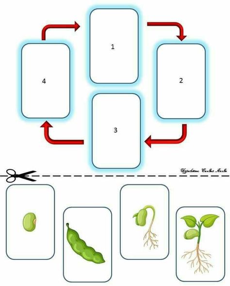 دورة حياة النبات, Life Cycles Preschool, Plant Life Cycle, For Educational Purposes Only, Preschool Art Activities, Kindergarten Lessons, Spring Activities, Toddler Learning Activities, Preschool Learning Activities