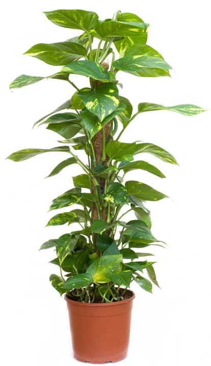 Money Plant Indoor, Ivy Plant Indoor, Money Plants, Tanaman Indoor, Air Purifying House Plants, Tanaman Pot, Ivy Plants, Money Plant, Pothos Plant