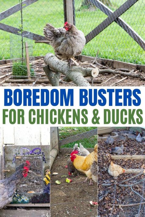 Chicken Run Play Ideas, Things To Put In Chicken Run, Chicken Run Ideas Toys, Chicken Pen Designs, Chicken Coop Activity Ideas, Keeping Chickens Entertained, Chicken Coop Boredom Busters, Chicken Run Enrichment Ideas, Diy Chicken Boredom Busters