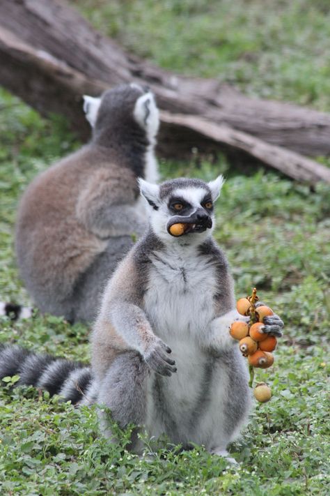 Ringtail Lemur enjoying a treat Ringtail Lemur, Ring Tailed Lemur, Rare Animals, Most Beautiful Animals, Silly Animals, Primates, Madagascar, Koala Bear, Back To Nature