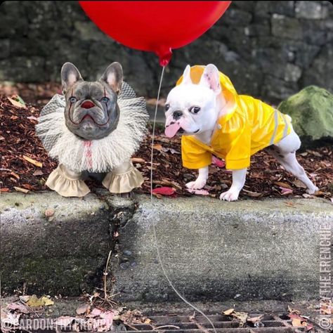 French Bulldog Halloween Costumes, Big Dog Costumes, Bulldog Halloween Costumes, French Bulldog Costume, Best Dog Costumes, Blue French Bulldog Puppies, Cute Dog Costumes, French Bulldog Breed, French Bulldog Art