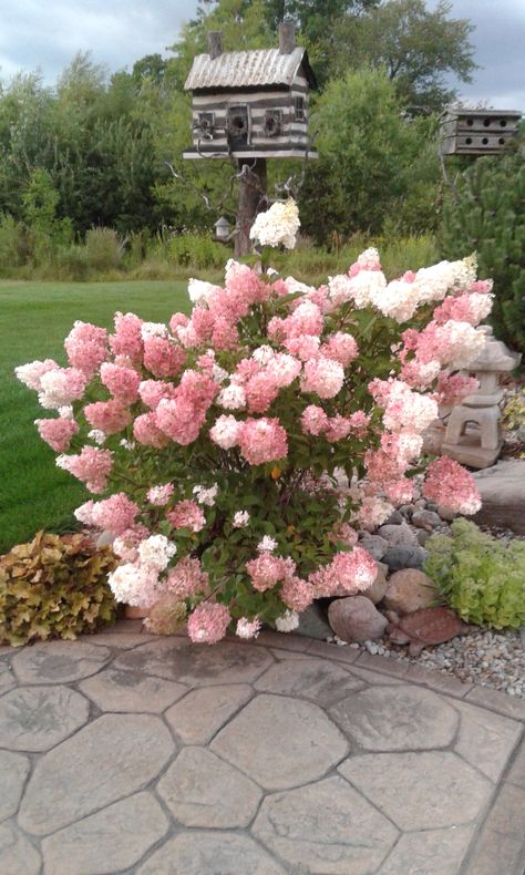 Strawberry Shake Hydrangea, Vanilla Hydrangea, Strawberry Sundae Hydrangea, Vanilla Strawberry Hydrangea, Strawberry Hydrangea, Dream Garden Backyards, Planter Arrangements, Hydrangea Tree, Hydrangea Shrub