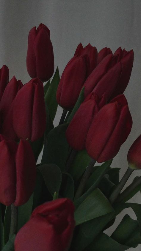 Red Tulips Aesthetic Wallpaper, Love Rose Flower, Dark Red Wallpaper, Vintage Flowers Wallpaper, Simple Phone Wallpapers, Girly Wall Art, Sunflower Wallpaper, Nothing But Flowers, Wallpaper Nature Flowers