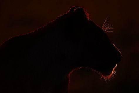 Lioness - Silhouette Lioness Silhouette, Black Lioness, Black