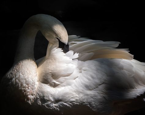 Swan Mythology, Swan Art, Swan Photography, San Diego Zoo Safari Park, I Know A Place, Swan Love, Trumpeter Swan, Carnival Of The Animals, Mute Swan