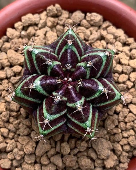 33 Rare Succulents With Names And Pictures Cool Succulents, Black Succulents, Echeveria Imbricata, Blue Succulents, Succulents For Sale, Blue Cactus, Weird Plants, Succulent Garden Diy, Succulents Plants