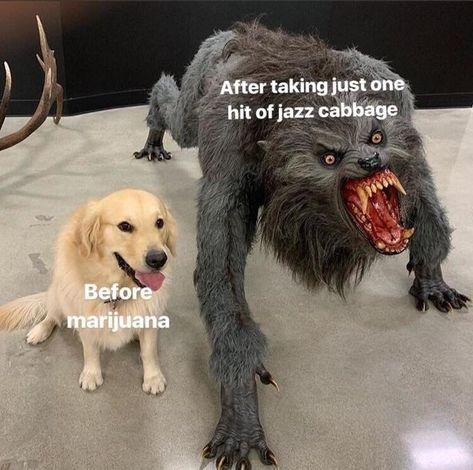 14 'Dog Vs. Werewolf' Memes That Symbolize The Transformations We All Undergo - Memebase - Funny Memes Warhammer 40k Memes, Riverdale Memes, Fnaf Memes, Fnaf Funny, 5 Anime, Fnaf Drawings, Fnaf Art, Meme Template, Komik Internet Fenomenleri