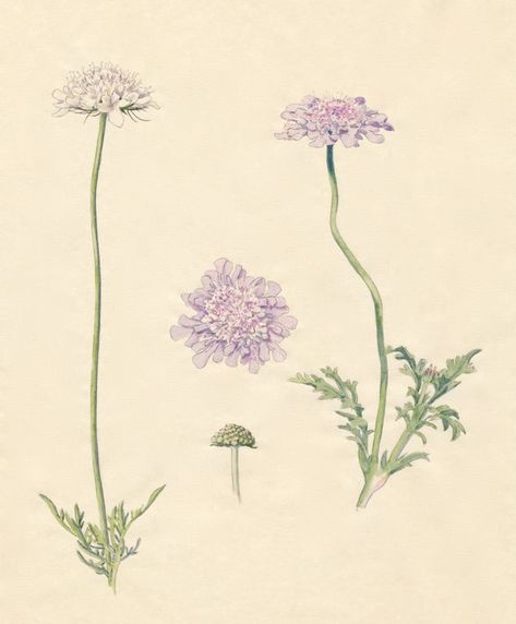 2-6a Scabiosa columbaria Botanical Illustration, Arm Tattoo, Flower Power, Flowers, Art, Arm Tattoos