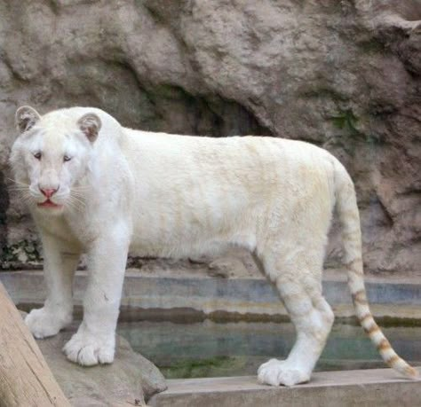 Leucistic Tiger Leucistic Animals, Tiger Therian, Albino Tiger, Melanistic Animals, Draculaura Aesthetic, Albino Animals, Tiger Pictures, Kingdom Animalia, Animals Amazing