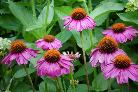 15 Perennials that Grow in Zone 4 - Garden Lovers Club Zone 4 Perennials, Deer Resistant Landscaping, Perennial Garden Plans, Garden Front Of House, Purple Coneflower, Shade Loving Perennials, Shade Shrubs, Full Sun Perennials, Sun Perennials