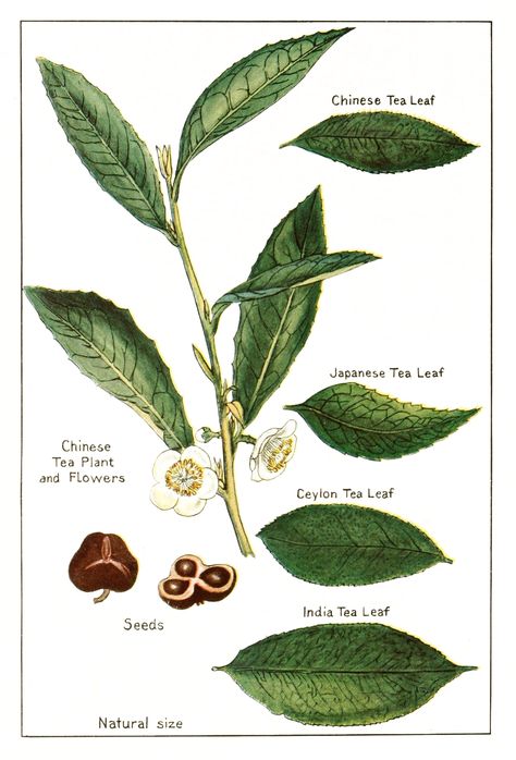 Chinese vs. Assam tea tree plant. Tea Leaves Illustration, Green Tea Vs Coffee, Green Tea Plant, Tea Plant, Leaf Illustration, Cuppa Tea, Botanical Illustrations, Plant Drawing, Tea Packaging