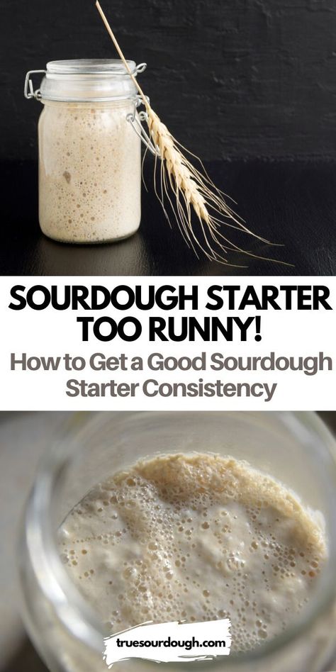 I was worried that my sourdough starter was too thick until I read this! Lot's of tips on maintaining sourdough starter, and what to do if it's too thick or too runny. #sourdoughstarter #sourdough #sourdoughtroubleshooting #sourdoughbread How Much Do I Feed My Sourdough Starter, How Do I Use My Sourdough Starter, How To Use My Sourdough Starter, How To Use Sour Dough Starter, How Do You Know When Your Sourdough Starter Is Ready, When To Feed Sourdough Starter, Feeding Your Sourdough Starter, How To Make Sourdough, How To Feed Sourdough Starter