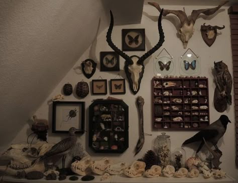 Crowcore Room, Bone Decor, Hooded Crow, Goth Room, Gothic Room, Seed Box, Dark Home Decor, Goth Home, Goth Home Decor