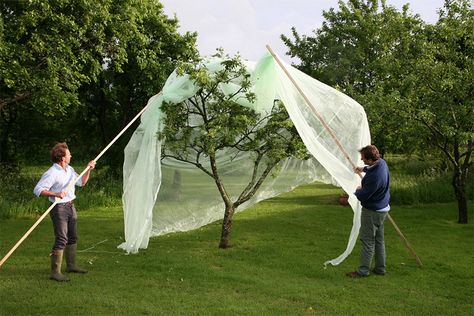 Fruit Tree Netting, Fruit Tree Netting Ideas, Fruit Tree Protection, Tree Net, Small Fruit Trees, Tree Protection, Espalier Fruit Trees, Outdoor Planter Boxes, Farm Stuff