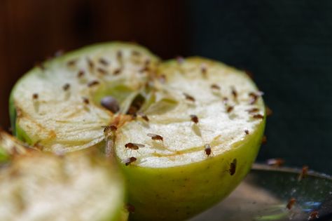 Woman left horrified by infestation of fruit flies in her home — here’s how to get rid of them Catch Fruit Flies, Fly Infestation, Fruit Fly, Household Pests, Winter Fruit, Weird But True, Fruit Flies, Beauty Foods, Baking Soda