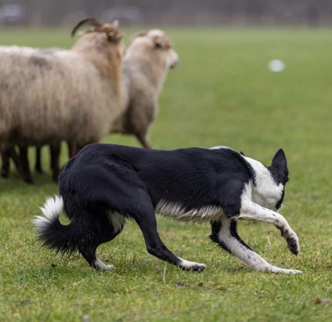 Border Collie Working, Silly Puppies, Border Collie Herding, Herding Cattle, Collie Breeds, Dog Anatomy, Dog Sports, Farm Dogs, Herding Dogs