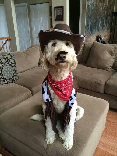 Halloween cowboy Cowgirl Dog Costume, Crochet Cowboy Hat For Dog, Dog Cowboy Costume, Golden Retriever Cowboy Hat, Cat Wearing Cowboy Hat, Halloween Costumes For Dogs, Disfraces Ideas, Cowboy Dog, Costumes For Dogs