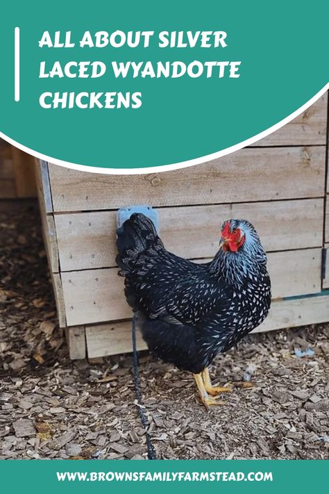 Discover why Wyandotte chickens are a popular choice for backyard poultry enthusiasts. Uncover their intriguing history, distinctive characteristics, and valuable care tips in this comprehensive guide. Dive into the world of poultry keeping with insights into these beloved feathered friends. Silver Laced Wyandotte Chickens, Wyandotte Chickens, Laced Wyandotte, Wyandotte Chicken, Raising Chicks, Backyard Poultry, Baby Chickens, Chicken Breeds, Silver Lace