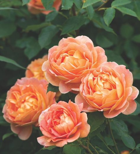 David Austin Roses: Rooted in Tradition - Flower Magazine Lady Of Shalott Rose, Lady Of Shallot, Red Climbing Roses, Lady Of Shalott, Potted Olive Tree, Rose Fertilizer, Big Leaf Hydrangea, Tattoo Plant, Austin Rose