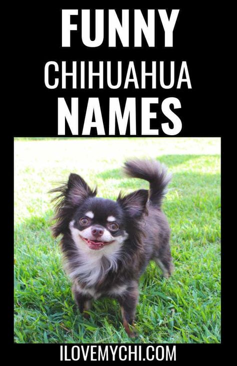 Miscellaneous Chihuahua Archives | Page 2 of 16 | I Love My Chi Chiuaua Dog, Star Wars Names, Chiwawa Chihuahuas, Long Haired Chihuahua Puppies, Blue Merle Chihuahua, Dear Math, Chihuahua Mix Puppies, Chi Dog, Chihuahua Facts