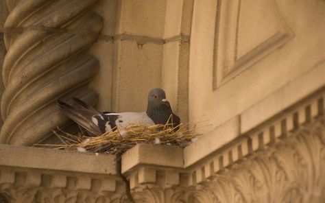 Learn what are pigeon's nesting habits, their life cycle, how do pigeons mate and how to cope with the nest on your property. Pigeons Nest, Pigeon Feed, Feral Pigeon, Pigeon Nest, Pigeon Art, Thesis Ideas, Pigeon Breeds, Wood Pigeon, Handmaid's Tale