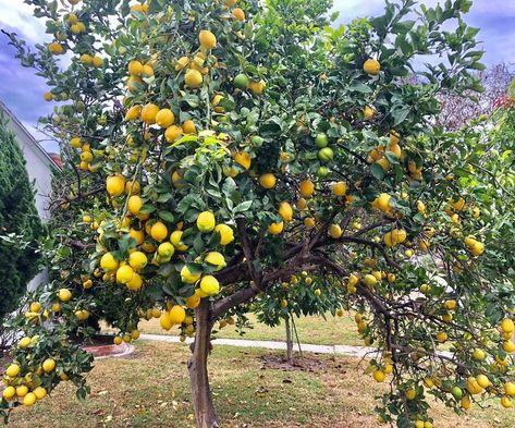 Lemon Plant, Fruit Growing, Meyer Lemon Tree, How To Grow Lemon, Tattoo Plant, Lemon Trees, Dessert Aux Fruits, Tree Of Life Tattoo, Plant Wallpaper