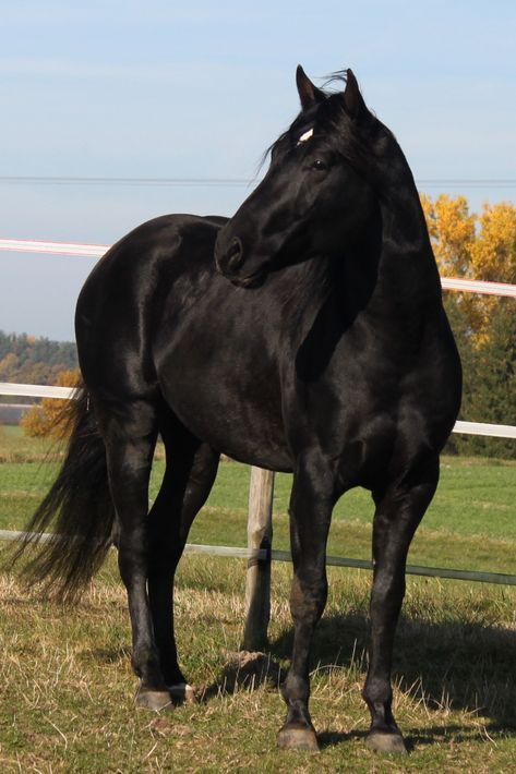 Black Horse Pictures, Black Quarter Horse, Funny Horse Pictures, Horse Inspiration, Mustang Horse, Horse Boarding, American Quarter Horse, Horse Aesthetic, Black Horses