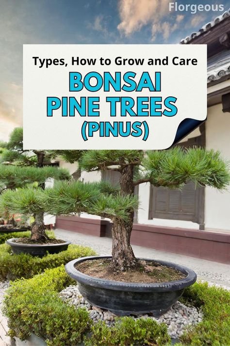 Pine Bonsai Trees Growing Bonsai, Japanese Black Pine, Scots Pine, Pine Bonsai, Black Pine, Japanese Bonsai, Bonsai Trees, Pine Trees, The Soil