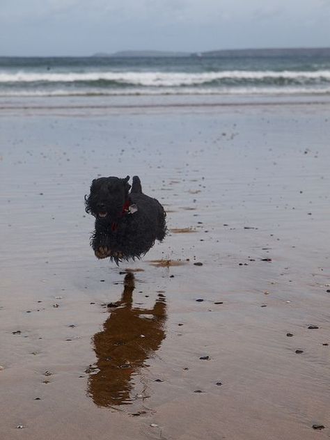 Flying Scottie Scottie Terrier, Psy I Szczenięta, Cairn Terrier, Scottish Terrier, Scottie Dog, Terrier Dogs, Black Dog, Baby Dogs, Beautiful Dogs