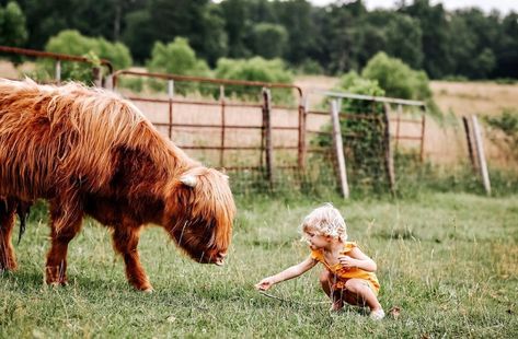 Mini Highland Cow Photoshoot, Highland Cow Photoshoot, Mini Highland Cow, Highland Cow Pictures, Cow Photography, Animal Photoshoot, Cow Photos, Mini Cows, Farm Photography