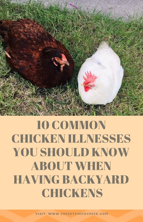 Common Chicken Illness, Chicken Illness Symptoms, Chicken Illness, Chicken Roost, Farm Chickens, Raising Farm Animals, Chicken Coup, Urban Chickens, Chicken Health