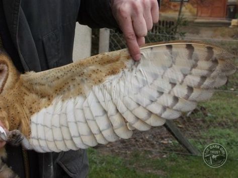 Barn Owl anatomy close-up photos - The Barn Owl Trust Owl Anatomy, Human Wings, Crane Tattoo, Owl Wings, Owl Feather, Wild Animals Photos, Wings Drawing, Great Grey Owl, Owl Photos