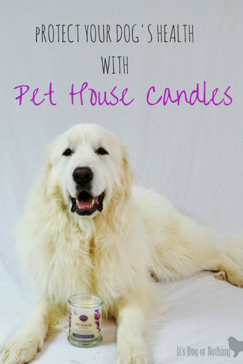 Did you know that regular candles can not only be damaging to your health, but your dog's as well? Pet House Candles have a great, pet-friendly alternative to traditional paraffin candles. Scent Work For Dogs, Diy Pet Safe Candles, Calming Spray For Dogs, Dyi Candle, Pet Friendly Candles, Pyro Pet Candles, Pet Candle, Pet Friendly House, Safe Candles