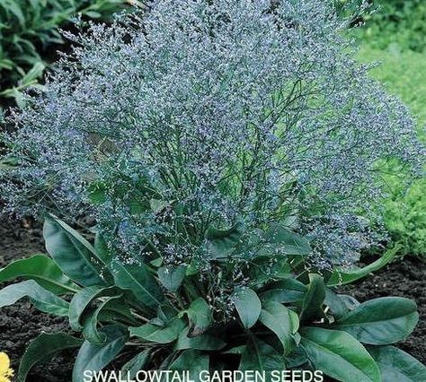 Sea Lavender, Lavender Seeds, Hardy Perennials, Fresh Cut Flowers, Outdoor Inspirations, Flowers Perennials, Flower Farm, Perennial Plants, Garden Seeds