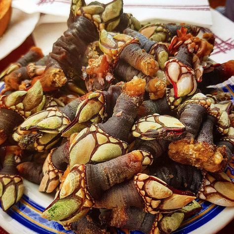 Gooseneck barnacles are called "percebes" in Spanish. Gooseneck Barnacles, Goose Eggs, Bizarre Foods, Foraging Recipes, Island Food, A Dinosaur, San Sebastian, In Spanish, Natural Food