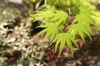 How to Prune Coral Bark Maple thumbnail Coral Bark Japanese Maple Landscape, Cockspur Coral Tree, Coral Bark Maple, Japanese Maple Varieties, Acer Palmatum Katsura, Coral Bark Japanese Maple, Japenese Maple, Acer Palmatum Garnet, Japanese Tree