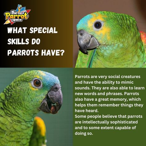 What special skills do parrots 🦜 have? #parrots #birds #parrotslove #bird #parrot #birdlovers #parrotlover #pets #parrotlife #intelligent #pet #love #mimic #talkingbirds #mimic #livelong #socialbirds #clever #pharases #friendly #memory Parrots Talking, Eclectus Parrot Care, Facts About Parrots, Parrot Facts, Parrot Rescue, Parrot Foraging Toys, Live Long, Great Memories, Bird Lovers