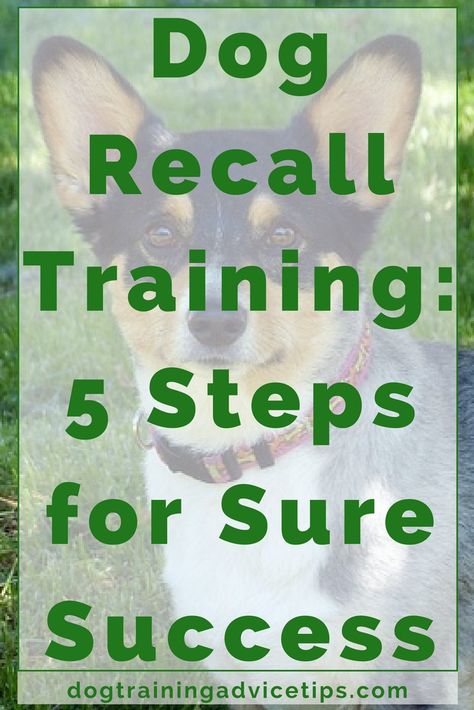 Dog Recall Training: 5 Steps for Sure Success - Dog Training Advice Tips Dog Recall Training, Dog Recall, Dog Minding, Training Ideas, Easiest Dogs To Train, Basic Dog Training, Dog Training Advice, Dog Brain, Dog Training Techniques