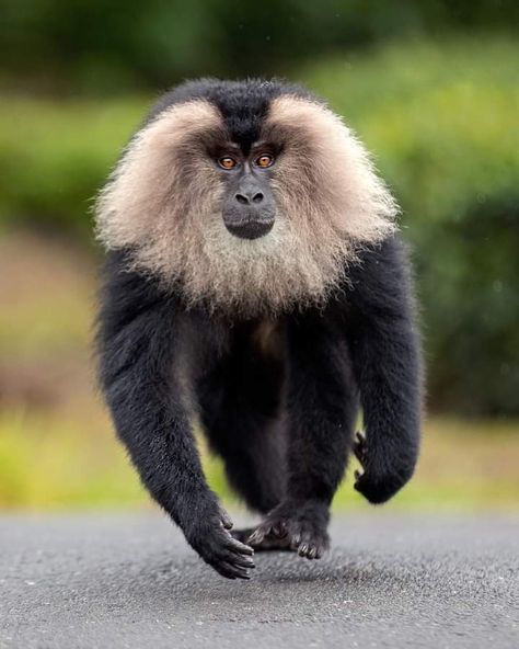 Lion Tailed Macaque, Lion Tail, Bbc Earth, Ape Monkey, Primates, Nature Animals, My Way, Bbc, Lion