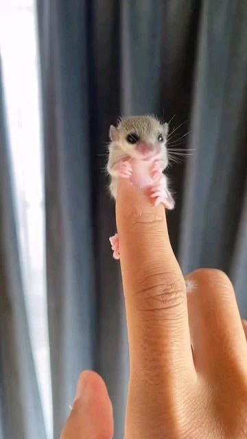 Tiny Cute Animals, Cute Small Animals Pets, Baby Animals Adorable, Tiny Baby Animals, Pet Mouse, Adorable Baby Animals, Pet Rodents, Baby Pets