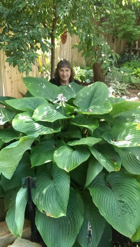 Susan Kandt and her Empress Wu hosta. Hosta Wu La La, Humpback Whale Hosta, Hosta Empress Wu, Empress Wu Hosta, Hosta Border, Garden Design Pictures, Hosta Gardens, Hosta Plants, Backyard Garden Landscape